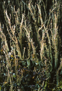 Cladonia crispata image