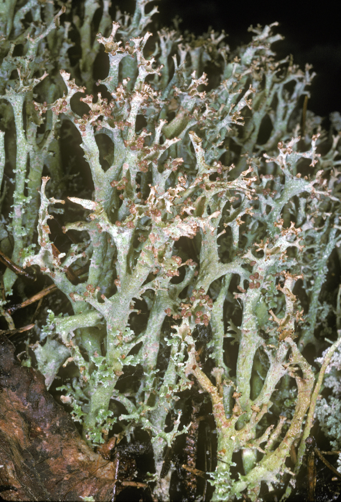 Cladonia crispata image