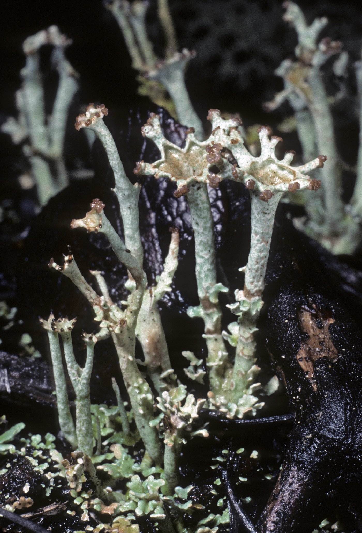 Cladonia crispata image