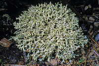 Cladonia dimorphoclada image