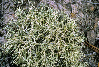 Cladonia dimorphoclada image