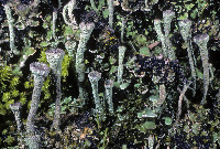 Cladonia fimbriata image