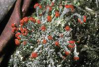 Image of Cladonia floerkeana