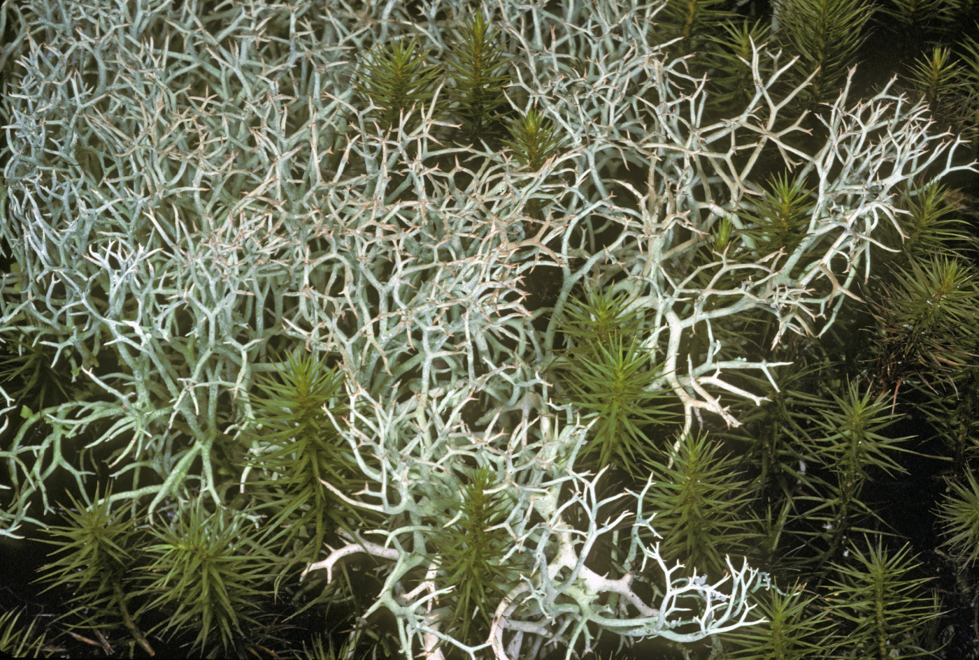 Cladonia furcata image