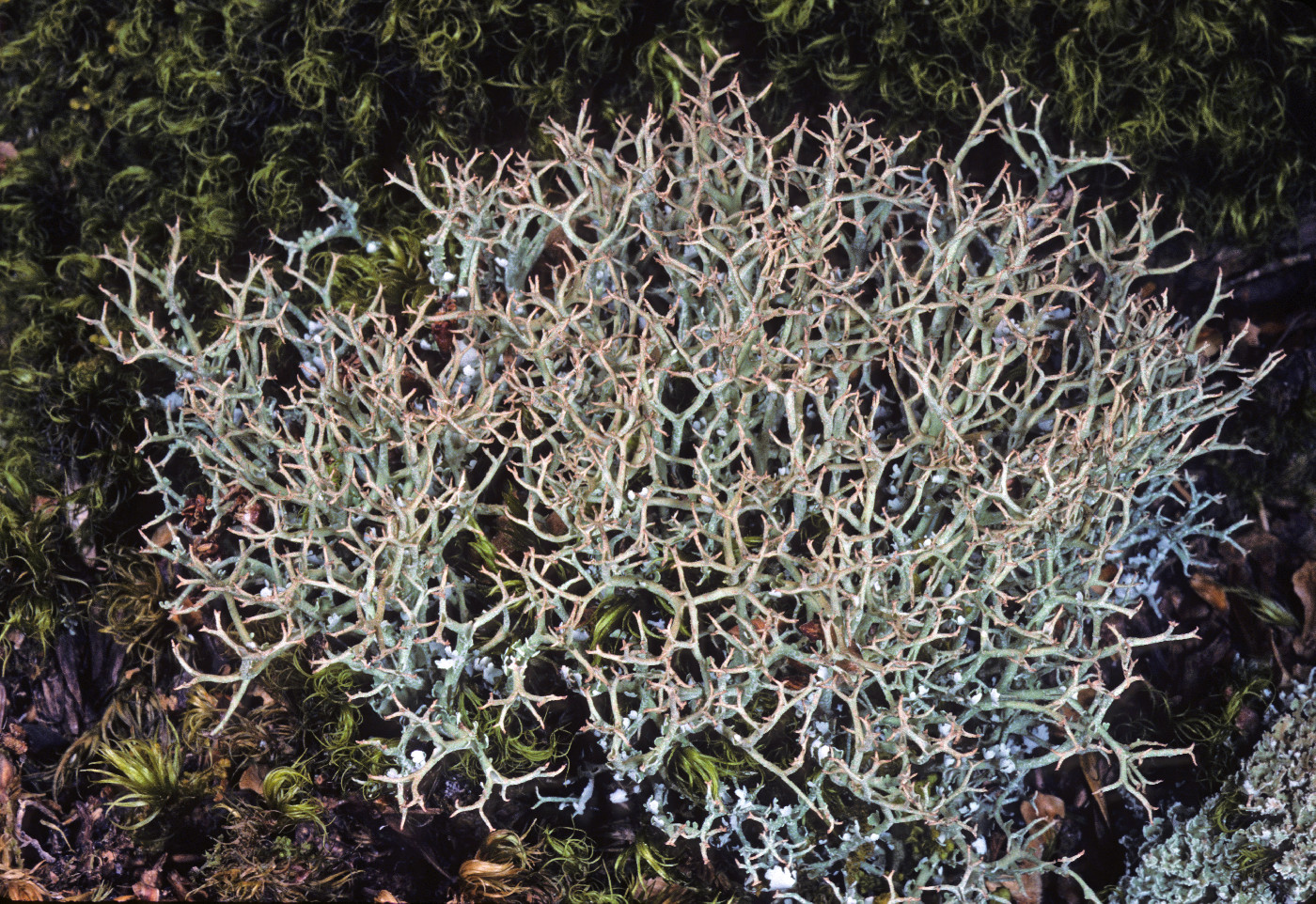 Cladonia furcata image