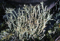 Cladonia furcata image