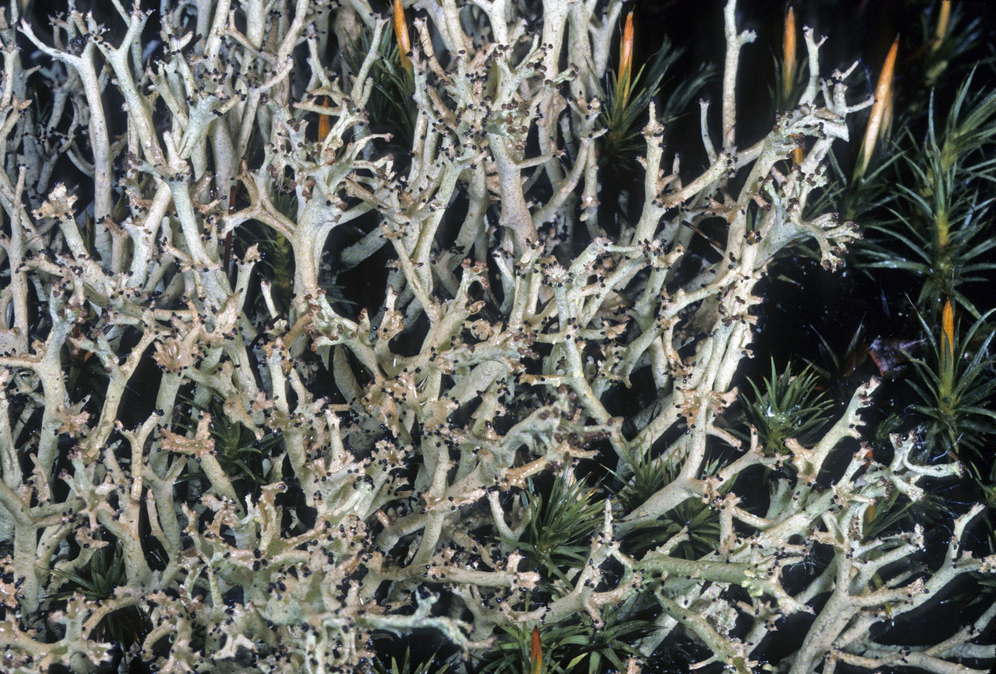 Cladonia furcata image