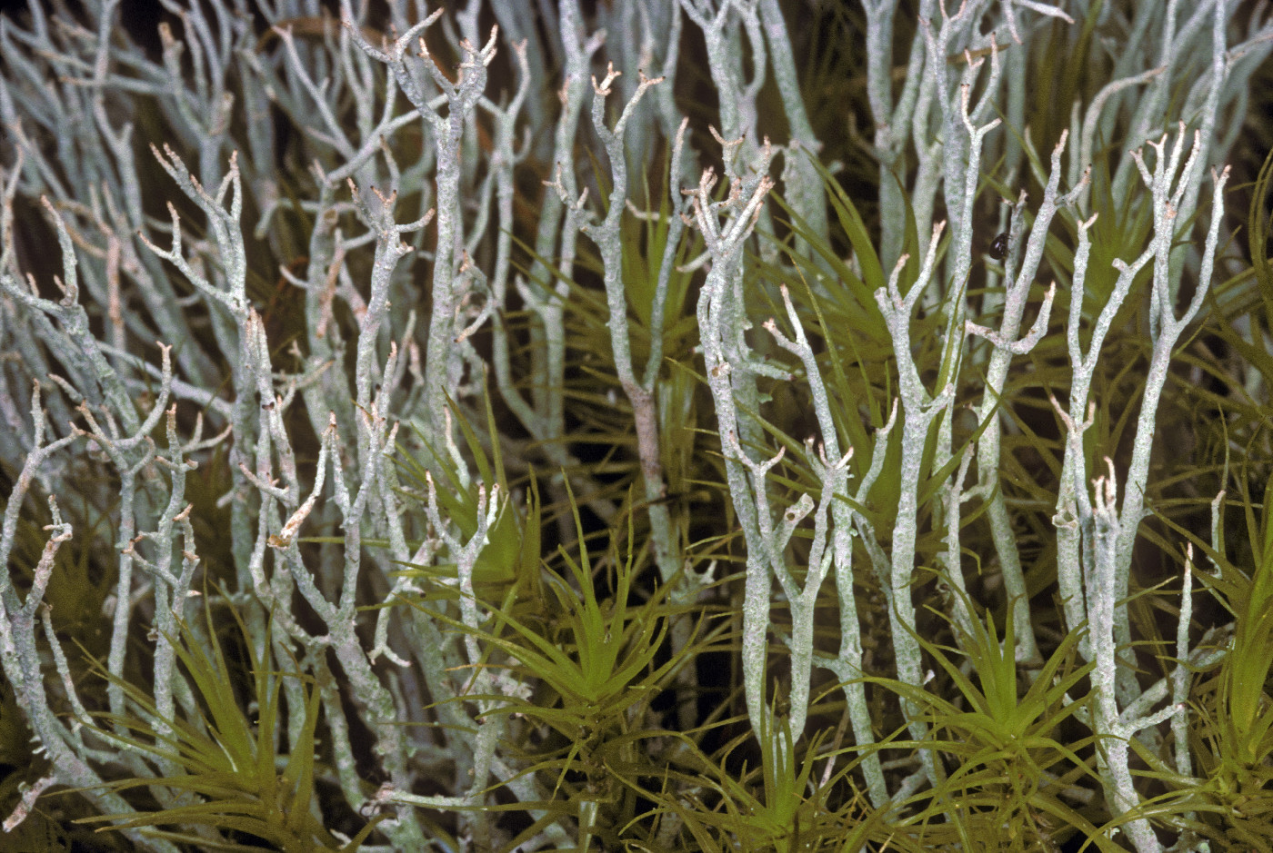 Cladonia furcata image