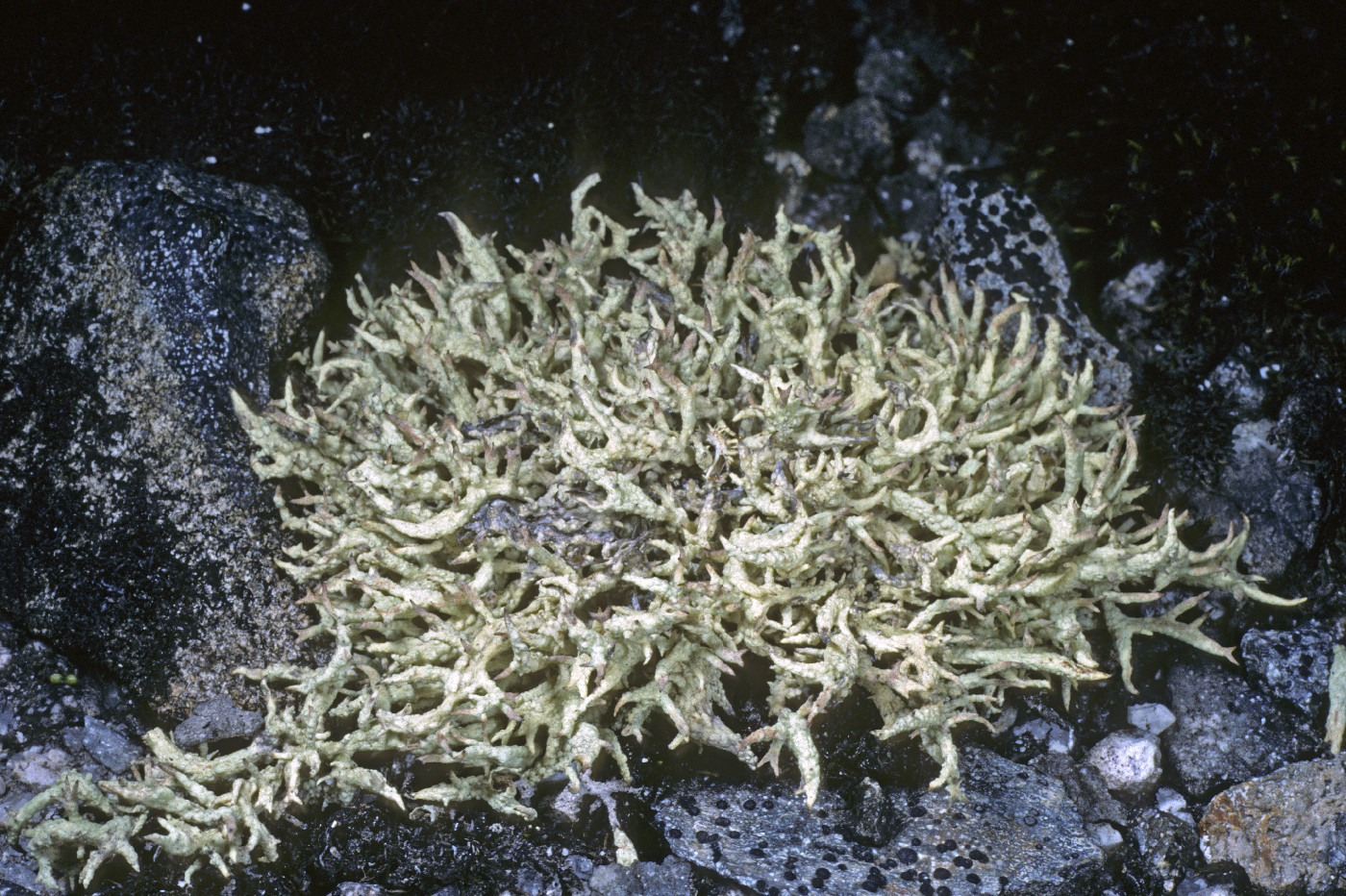 Cladonia kanewskii image