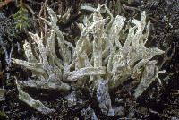 Cladonia kanewskii image