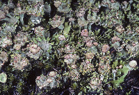 Image of Cladonia macrophyllodes