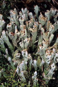 Cladonia mateocyatha image