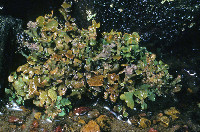 Cladonia mateocyatha image