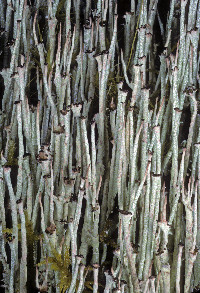 Cladonia maxima image