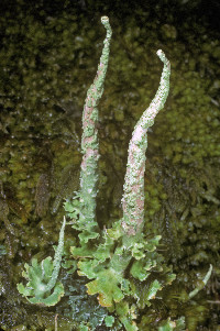 Cladonia ochrochlora image