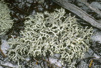 Cladonia pachycladodes image