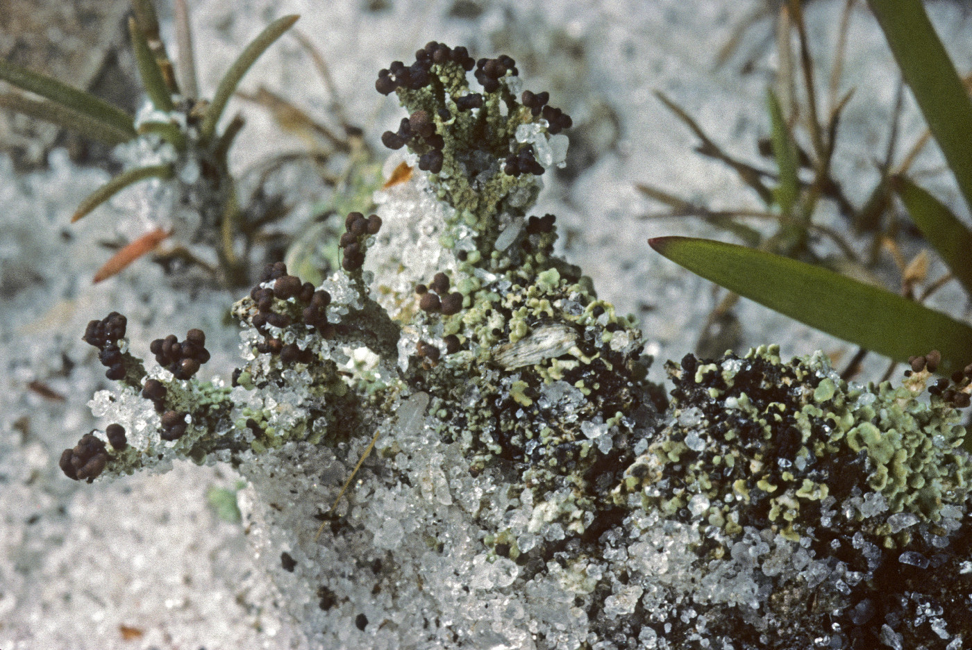 Cladonia peziziformis image