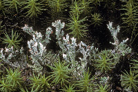 Cladonia phyllophora image