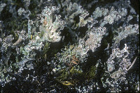 Cladonia phyllophora image