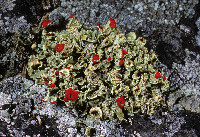 Cladonia pleurota image