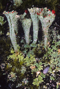 Cladonia pleurota image