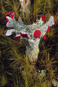 Cladonia pleurota image