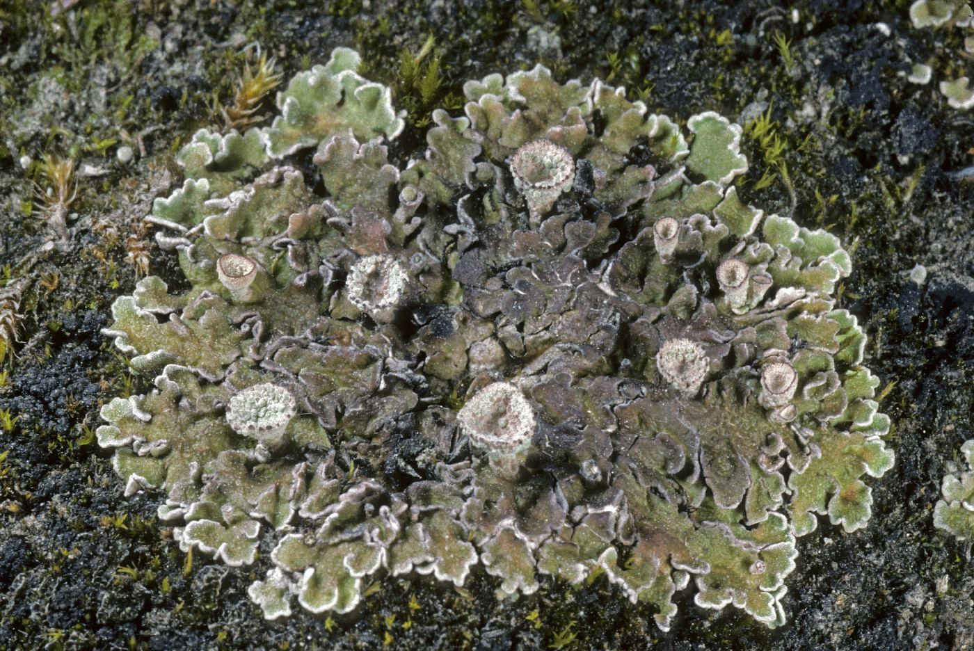 Cladonia pocillum image