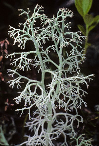 Cladonia portentosa image