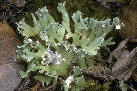 Cladonia prostrata image