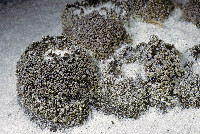 Cladonia rappii image