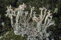 Cladonia squamosa image