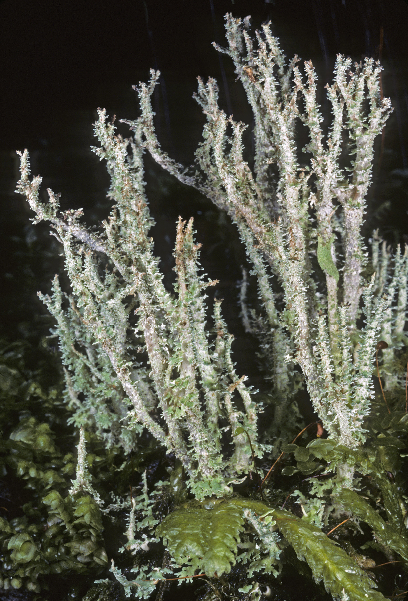 Cladonia squamosa image