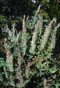 Cladonia squamosa image