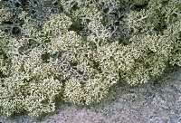 Cladonia stellaris image