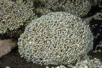 Image of Cladonia strepsilis