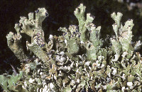 Cladonia strepsilis image