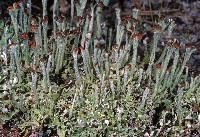 Cladonia subcariosa image