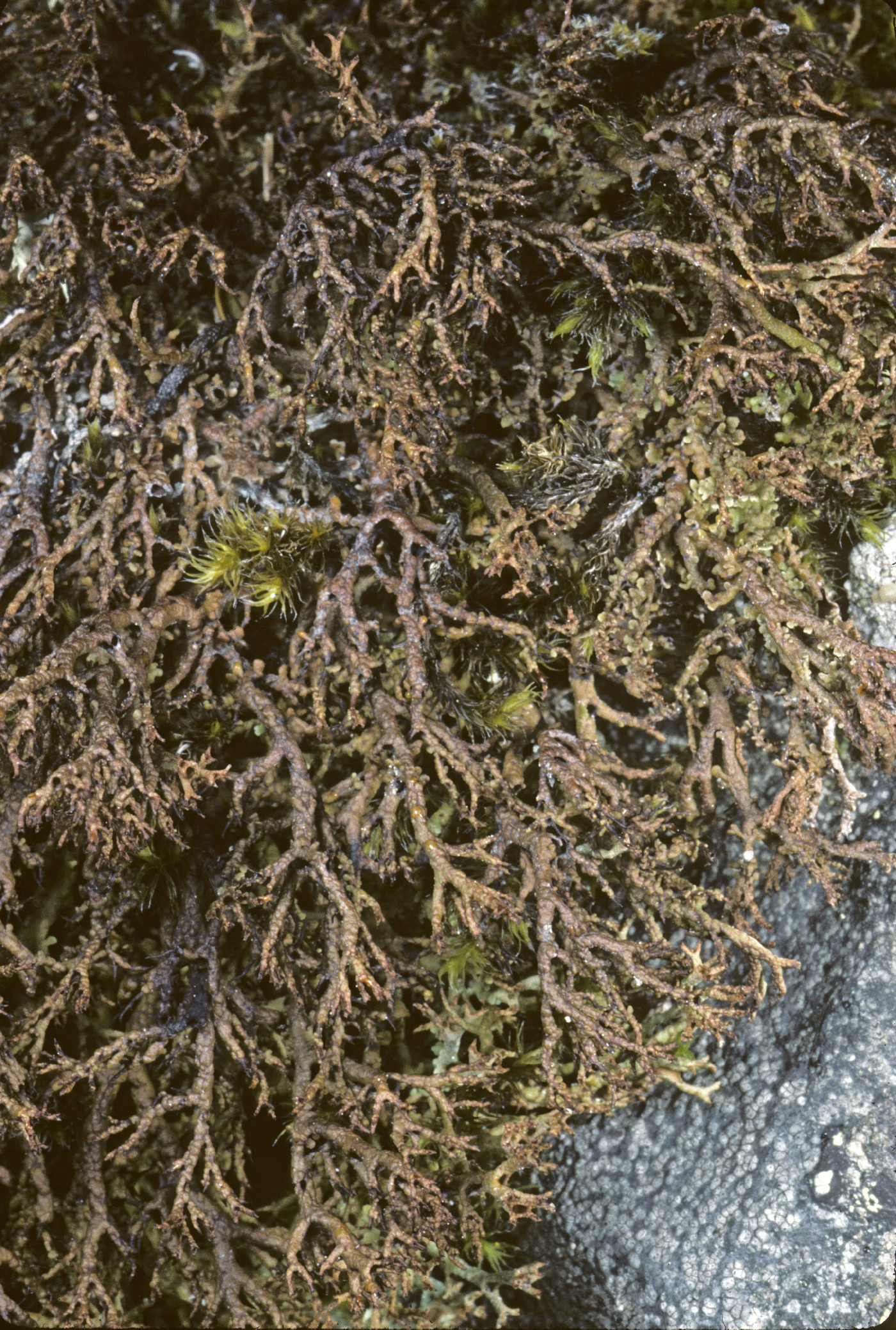 Cladonia subfurcata image