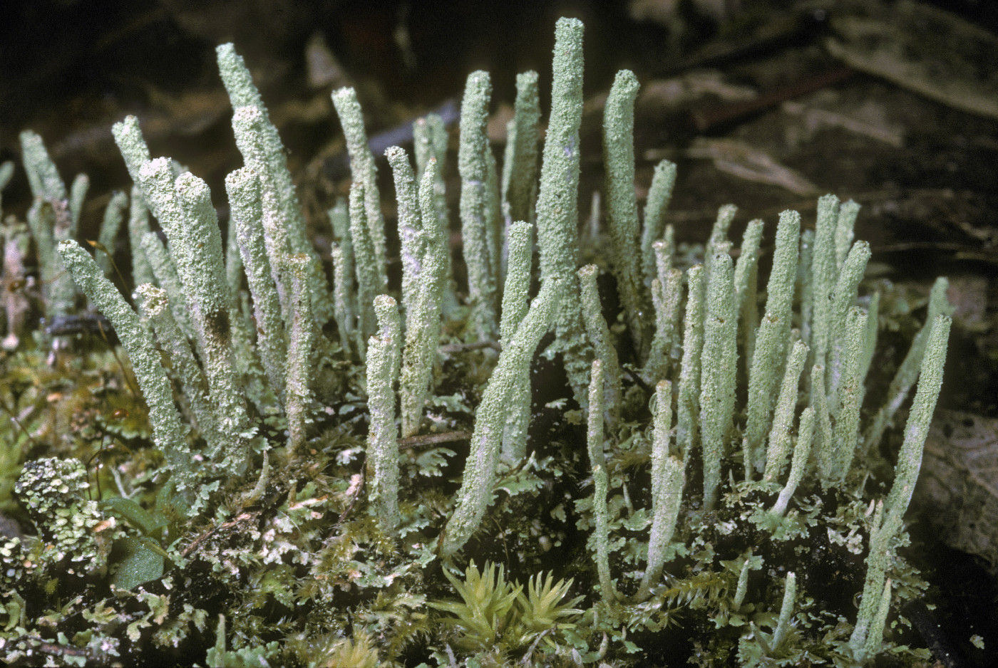 Cladonia subradiata image