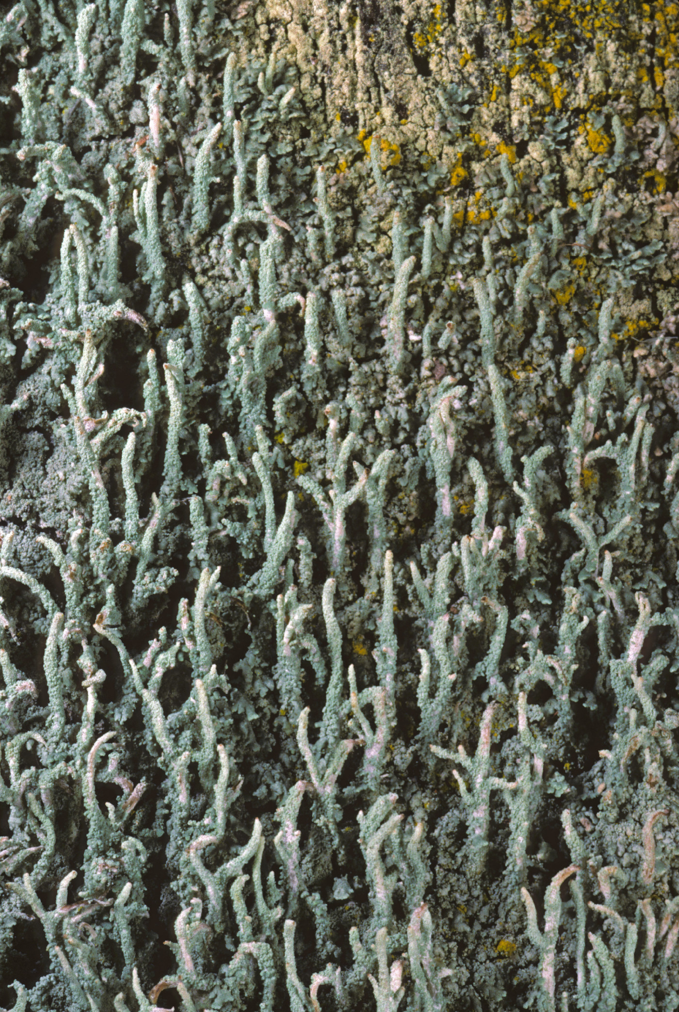 Cladonia subradiata image