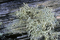 Consortium of Lichen Herbaria - Cladonia subtenuis