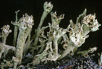 Cladonia sulphurina image