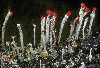 Cladonia transcendens image