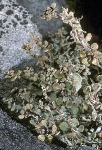 Cladonia trassii image