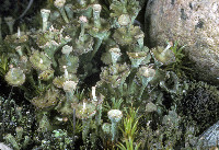 Cladonia verticillata image