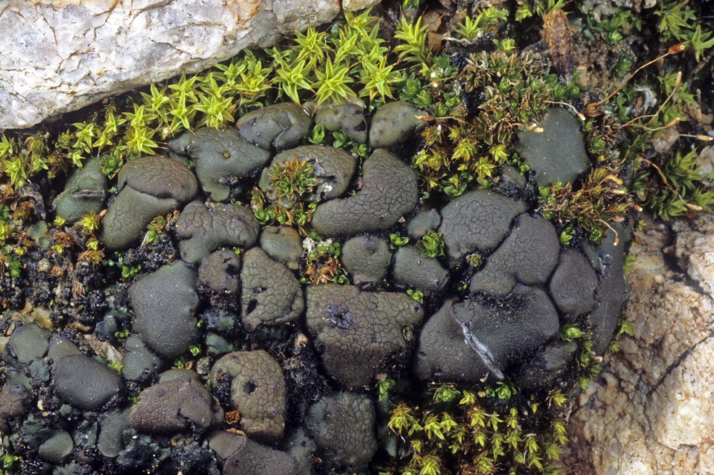 Clavascidium lacinulatum image