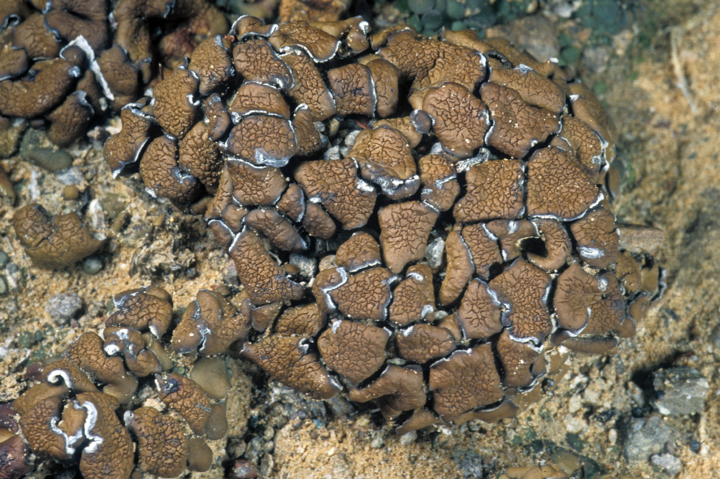 Clavascidium lacinulatum image