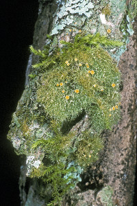 Coenogonium linkii image