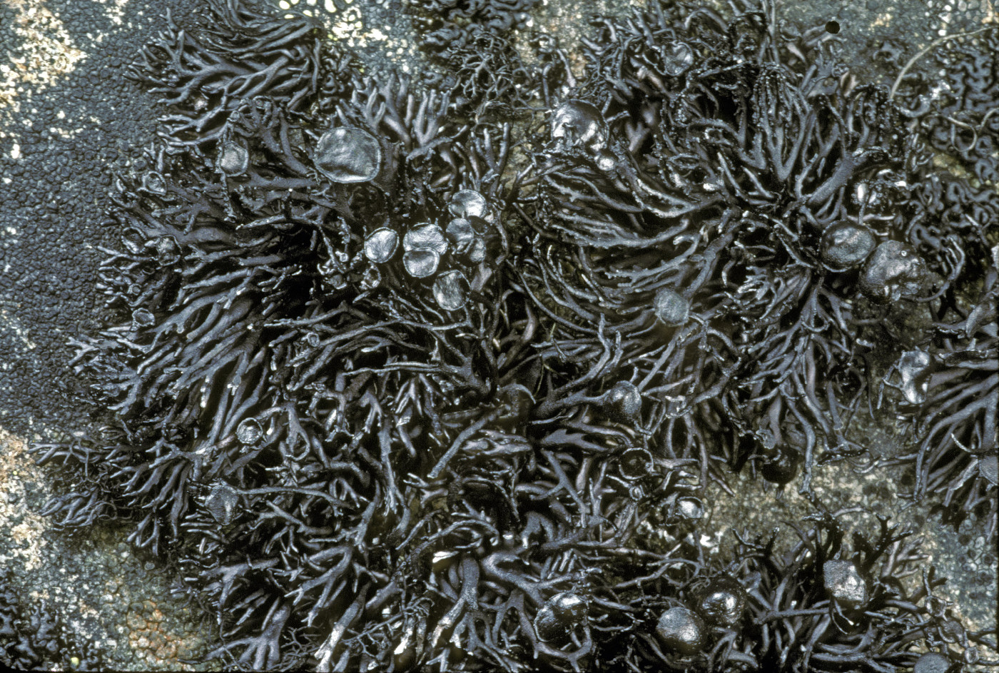 Cornicularia normoerica image