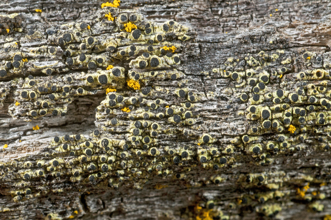 Calicium brachysporum image